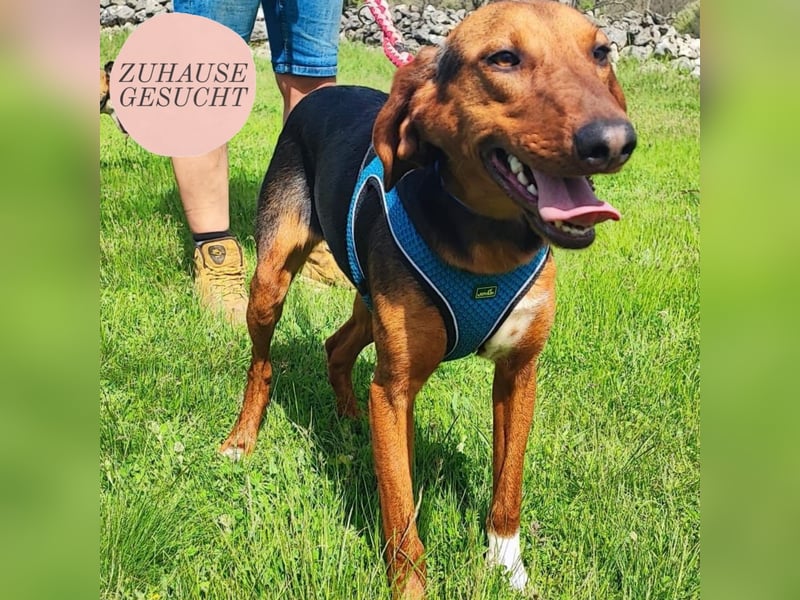 Tilly sucht ihr forever Home❤️