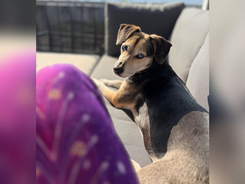 Ronja sucht ihr forever Home❤️