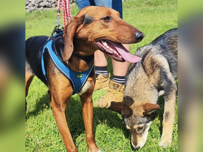 Tilly sucht ihr forever Home❤️