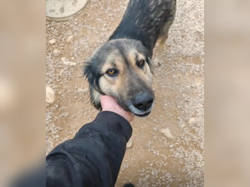 LOGAN sucht seine Familie ❤️