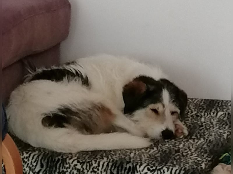 Kuschelbär Sirius sucht sein Zuhause ❤️