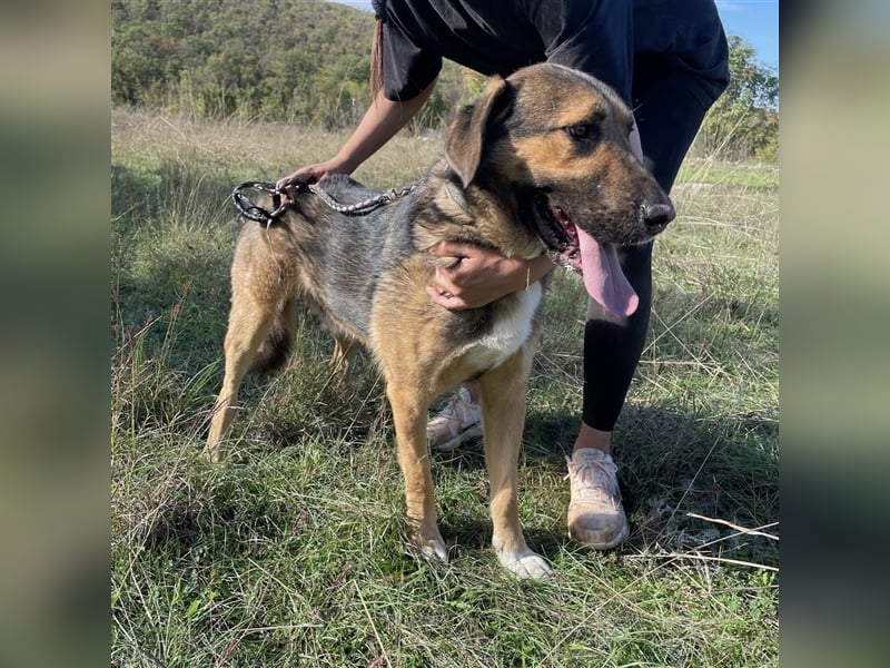 Corny sucht sein Für-Immer-Zuhause ❤️