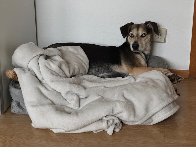 Ronja sucht ein Zuhause oder eine PS