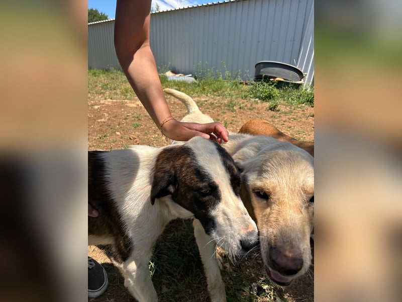 Menschenbezogene Apricot sucht ihr Zuhause ❤️