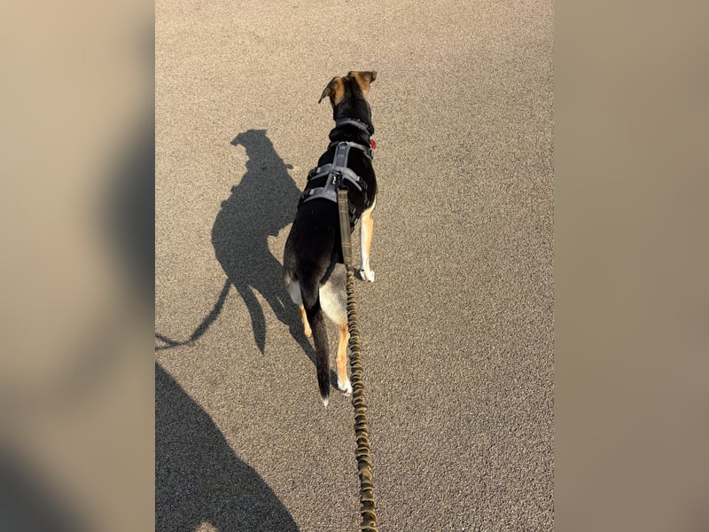 Ronja sucht ein Zuhause oder eine PS