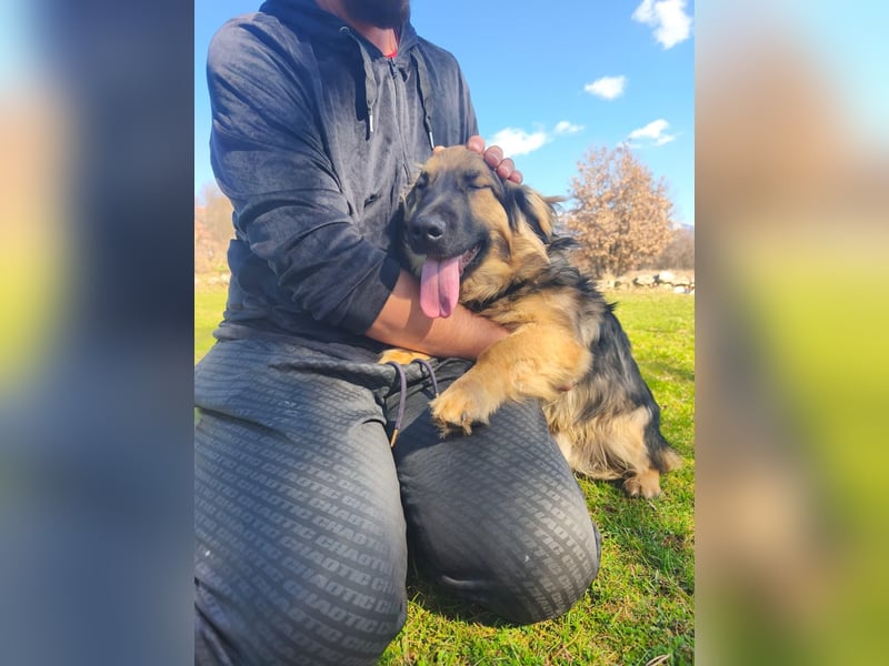 Sanfter Ozzy sucht seine Familie ❤️