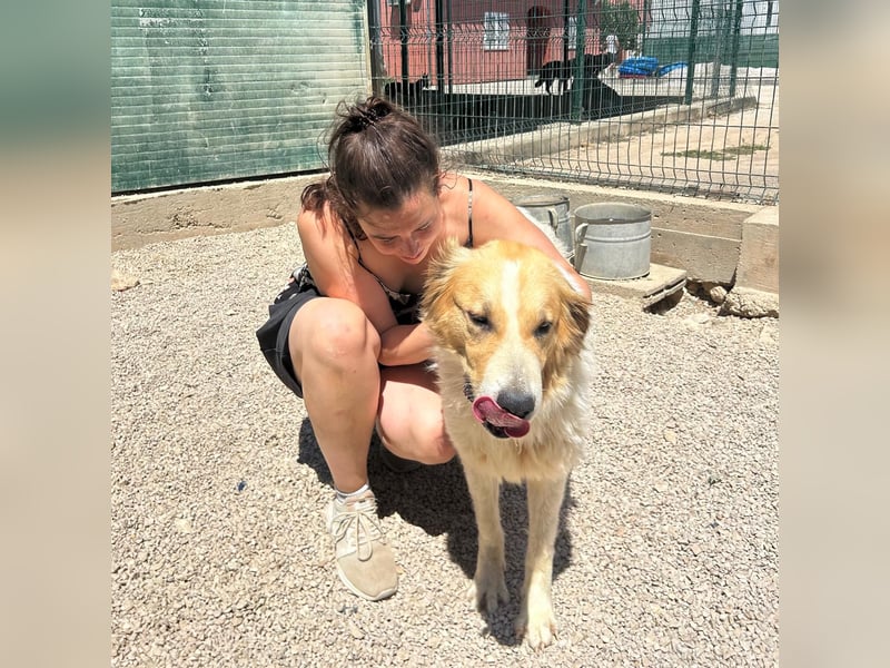 Ramona wartet im Shelter auf ihre Familie ❤️