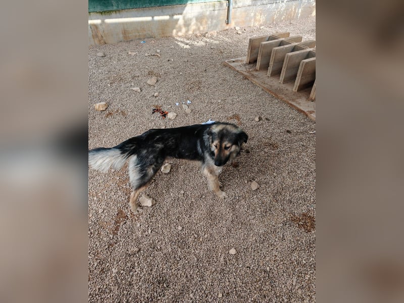 LOGAN sucht seine Familie ❤️