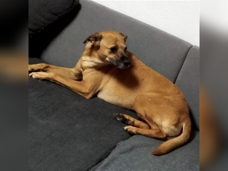 Mena sucht ihr neues Zuhause ❤️