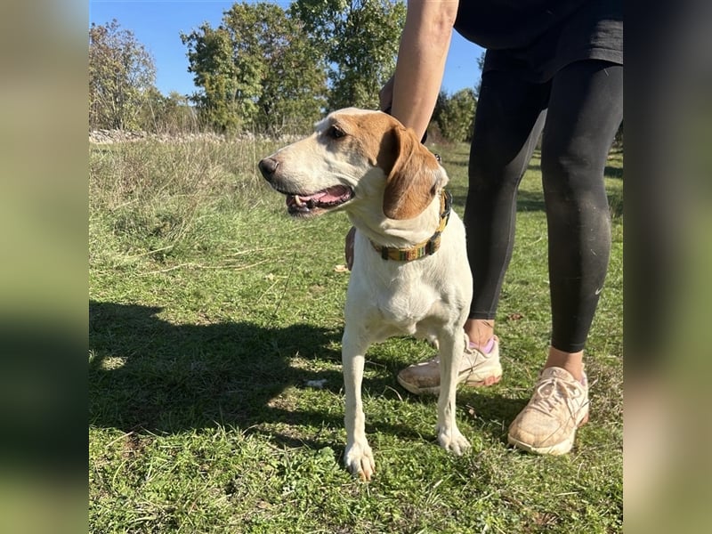 Irma sucht ein Zuhause ❤️