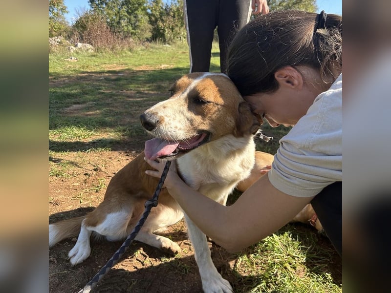 Zuhause gesucht für die wundervolle Renne ❤️