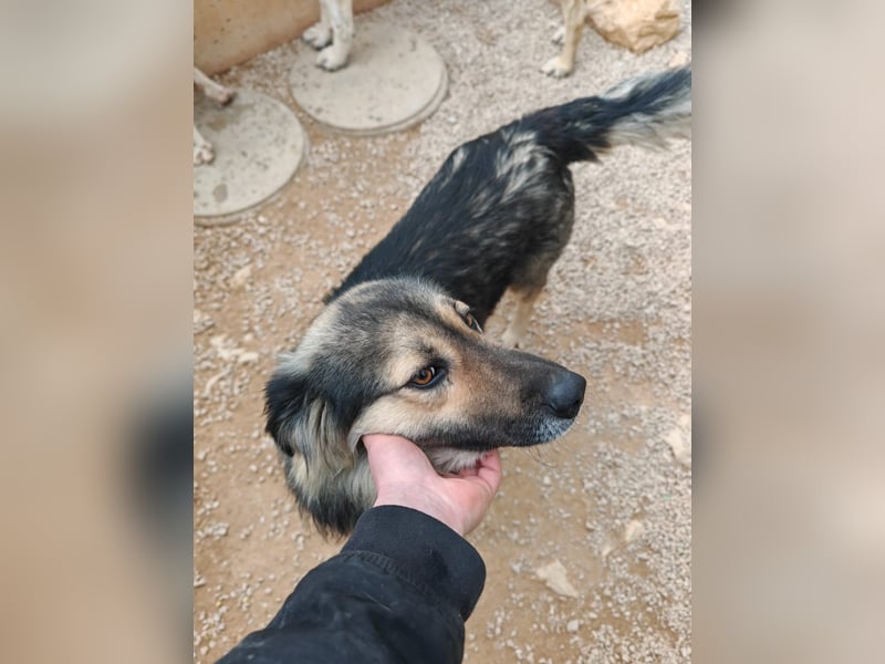 LOGAN sucht seine Familie ❤️