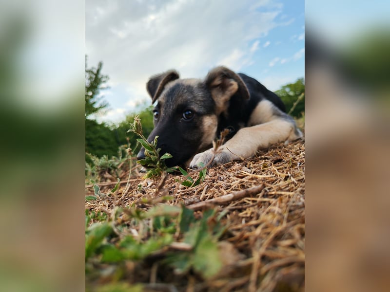 Welpe Noah sucht sein Zuhause ❤️