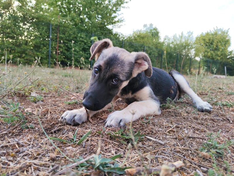 Welpe Noah sucht sein Zuhause ❤️