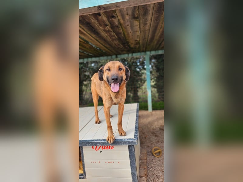 Lieber ROCCO sucht sein Zuhause❤️