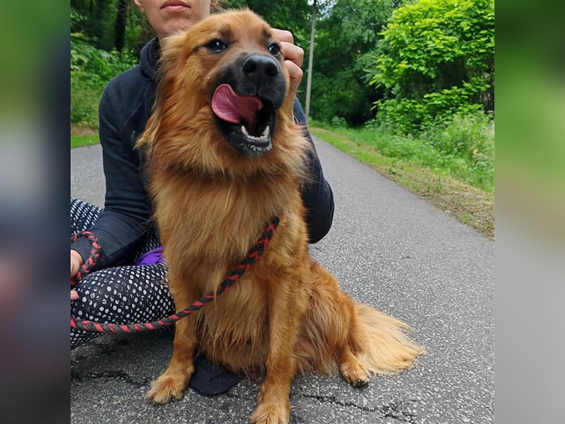 Hübscher Reno sucht ein Zuhause ❤️