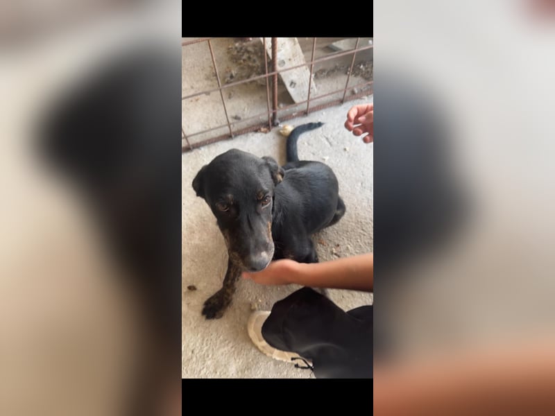 Vermittlungshilfe für Bruno❤️