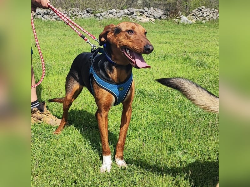 Tilly sucht ihr forever Home❤️