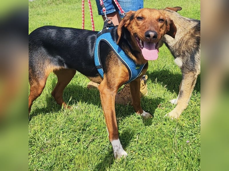 Tilly sucht ihr forever Home❤️