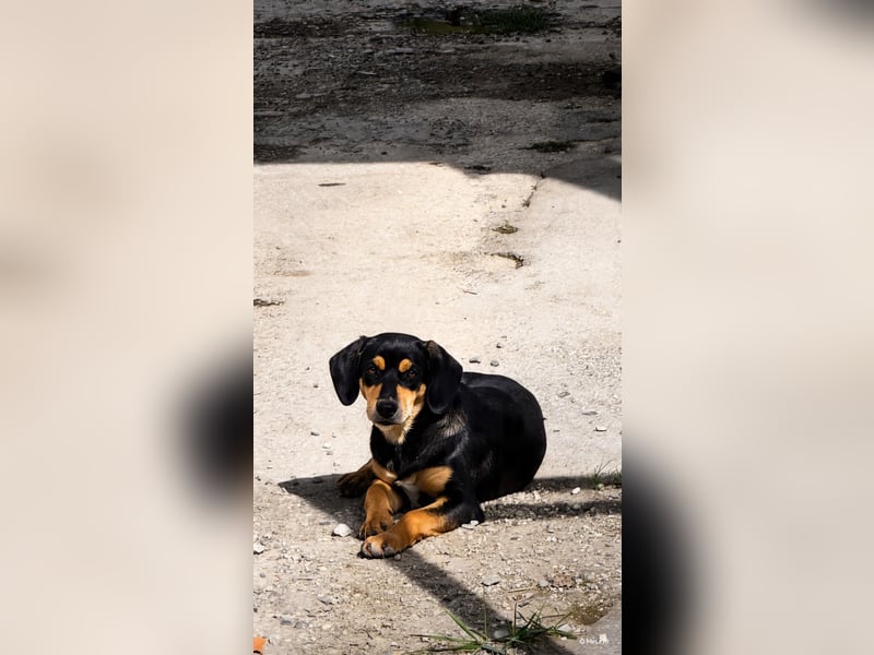 Vermittlungshilfe für Lola❤️