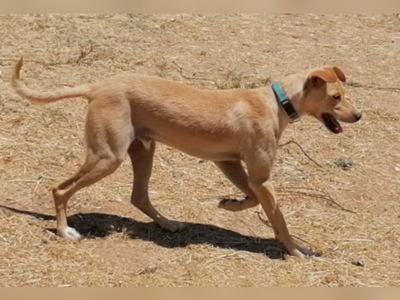 Sonnenschein Knopf sucht seine Lieblingsmenschen