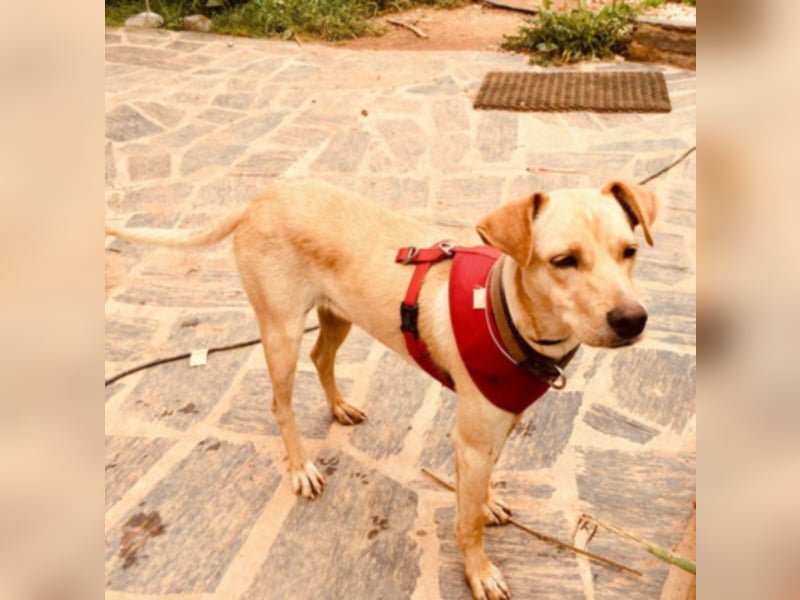 Sonnenschein Knopf sucht seine Lieblingsmenschen