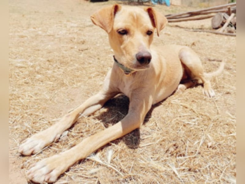 Sonnenschein Knopf sucht seine Lieblingsmenschen