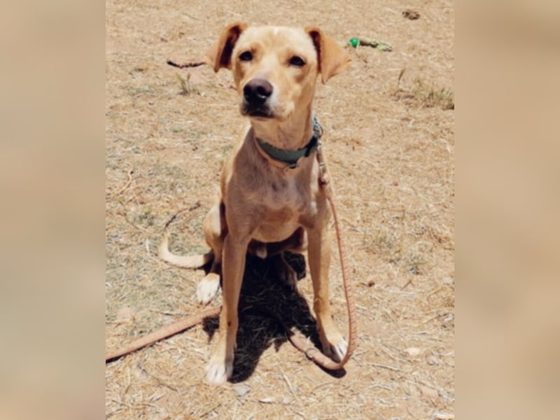 Sonnenschein Knopf sucht seine Lieblingsmenschen