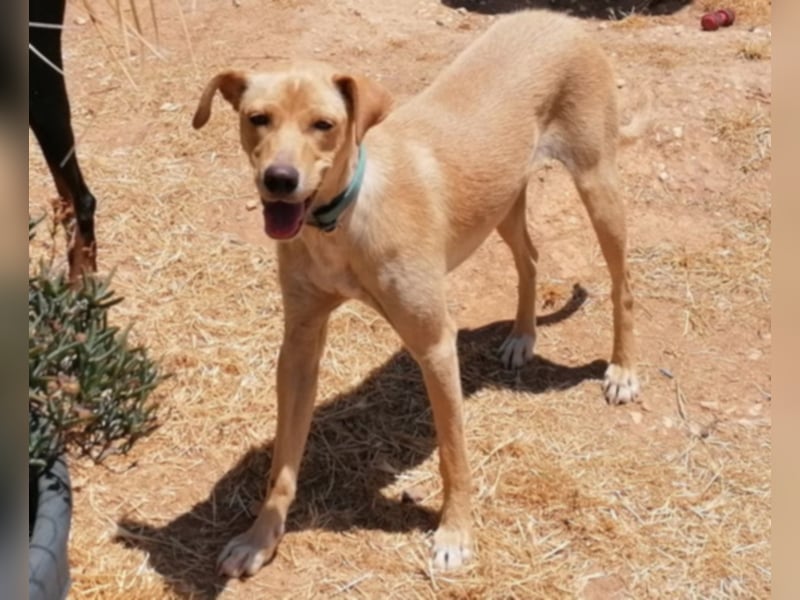 Sonnenschein Knopf sucht seine Lieblingsmenschen