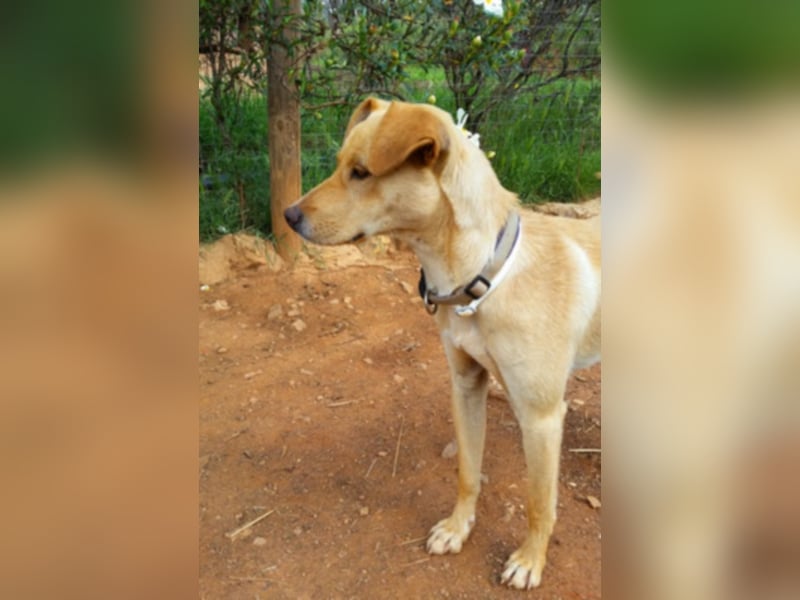 Sonnenschein Knopf sucht seine Lieblingsmenschen