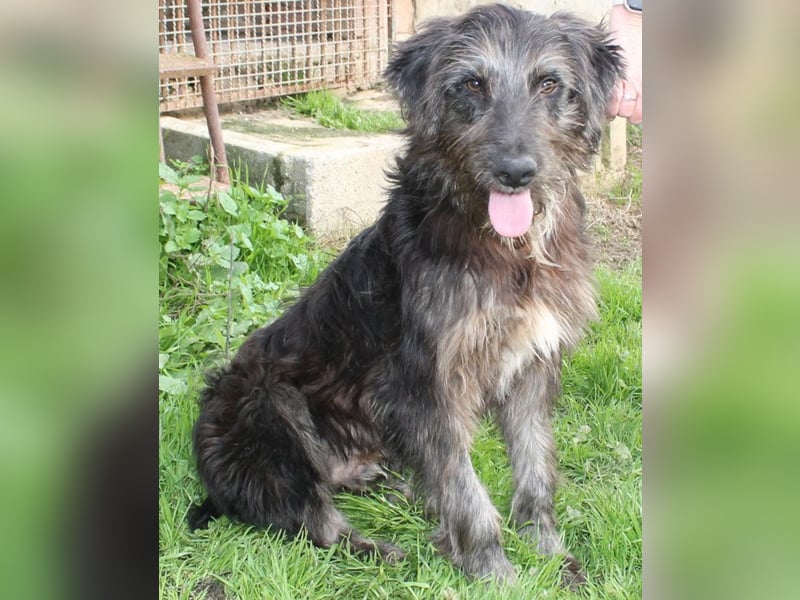 Jerry der lebensfrohe Wuschelmix