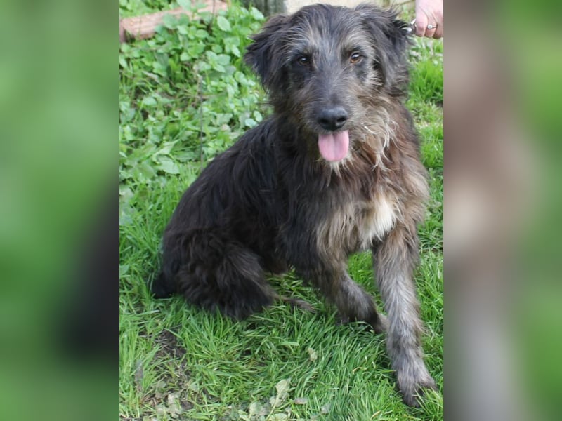 Jerry der lebensfrohe Wuschelmix