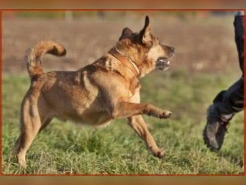 Billy sucht erfahrene Hundeleute ❤️