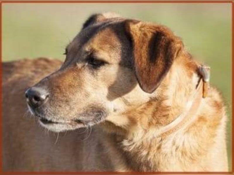 Billy sucht erfahrene Hundeleute ❤️