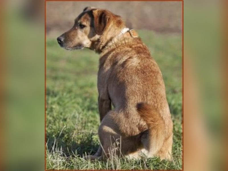 Billy sucht erfahrene Hundeleute ❤️