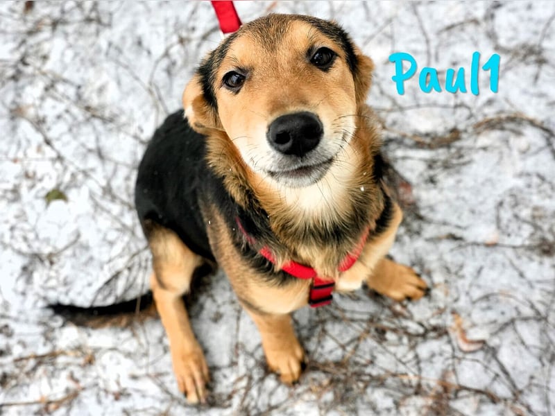Paul1 geb. 04/2024 - verspielter, menschenbezogener und fröhlicher Junghund!