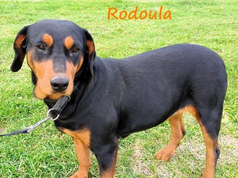Rodoula geb. 2018 (GRC) - sehr ruhige und gelassene, süße und soziale Hündin!