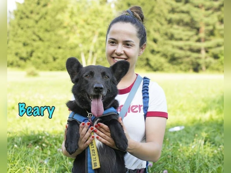 Beary geb. 01/2020 - sanfter und ruhiger kleiner Schatz sucht ruhiges Zuhause!