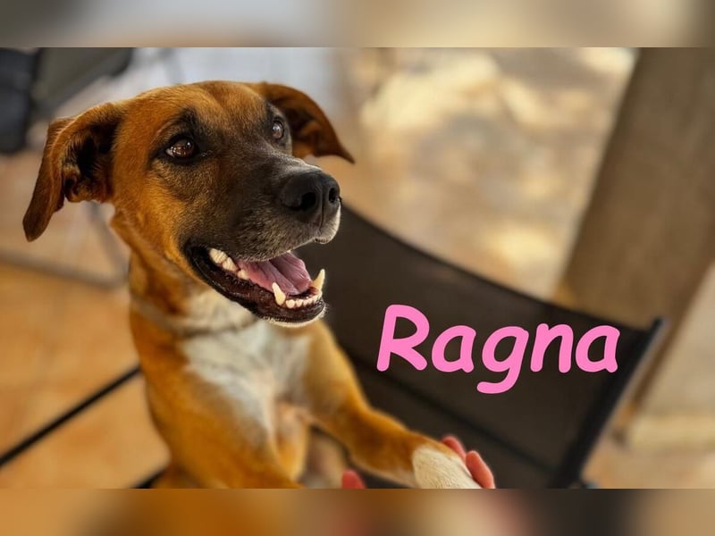 Ragna geb. 01/2025 (ESP) - bildhübsche und gutgelaunte Junghündin auf der Suche!