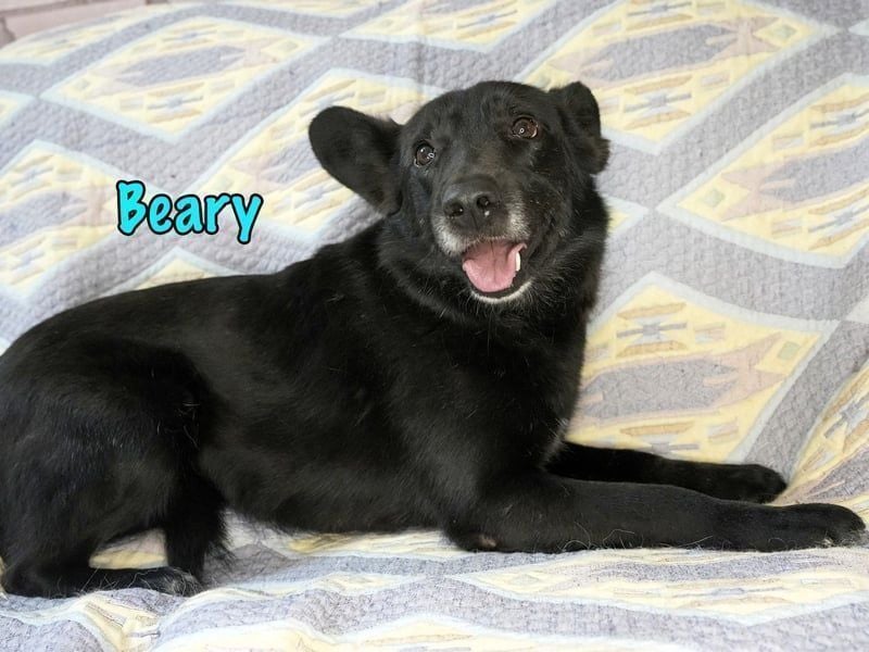 Beary geb. 01/2020 - sanfter und ruhiger kleiner Schatz sucht ruhiges Zuhause!