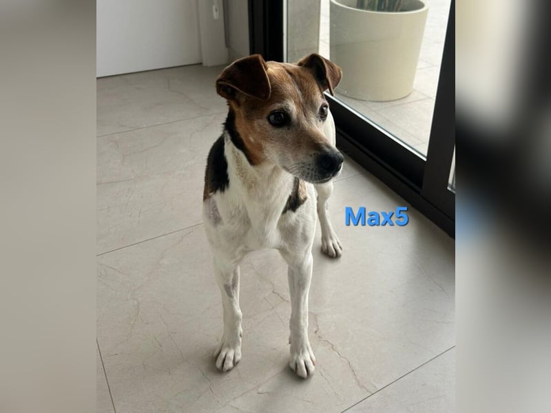 Max5 geb. 04/2022 (ESP) - liebevoller Hundemann verdient seine Chance!