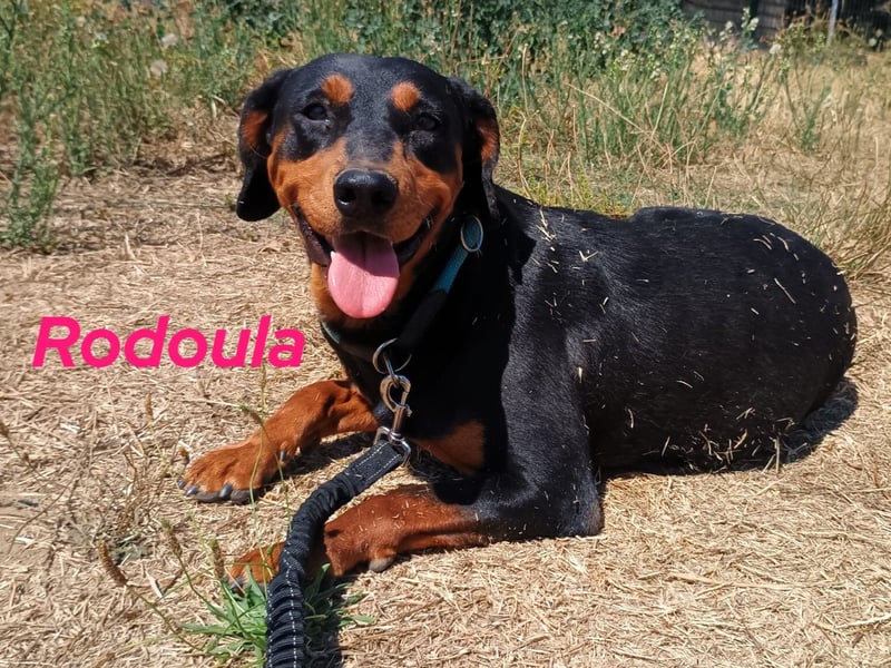 Rodoula geb. 2018 (GRC) - sehr ruhige und gelassene, süße und soziale Hündin! Rodoula geb. 2018 (GRC) - sehr ruhige und gelassene, süße und soziale Hündin!