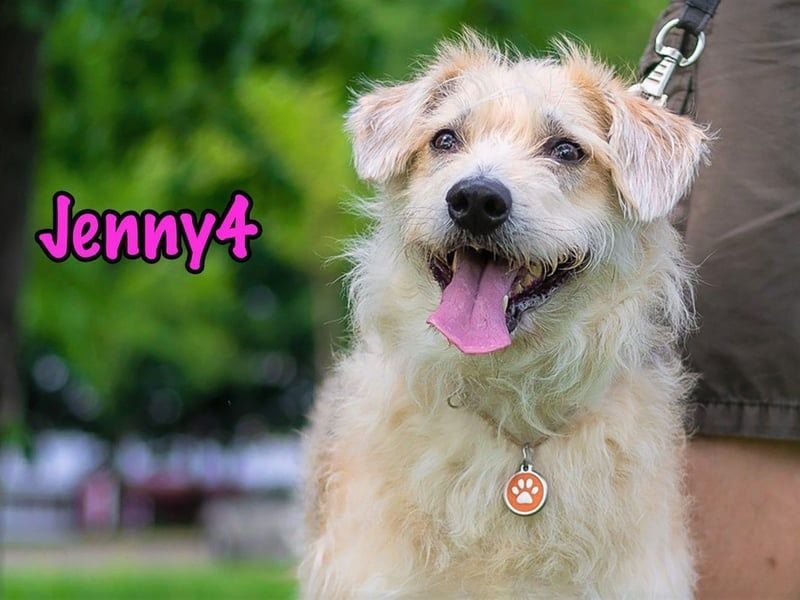 Jenny4 geb. 01/2018 - bezaubernde und super liebe, kleine Wuschelhündin!
