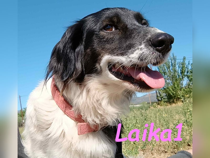 Laika1 geb. 01/2021 (GRC) - liebevolle und wunderschöne Hündin!