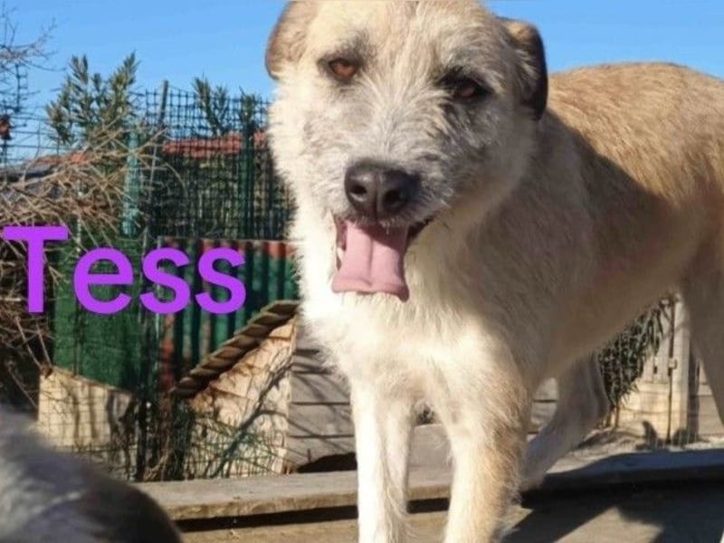 Tess geb. 12/2023 (GRC) - liebe und soziale Junghündin sucht ebensolche Menschen!