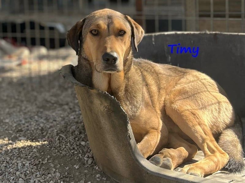 Timy geb. 04/2020 (GRC) - ruhiger und verträglicher Rüde sucht ein entspanntes Zuhause!