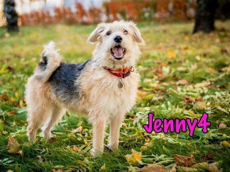 Jenny4 geb. 01/2018 - bezaubernde und super liebe, kleine Wuschelhündin!