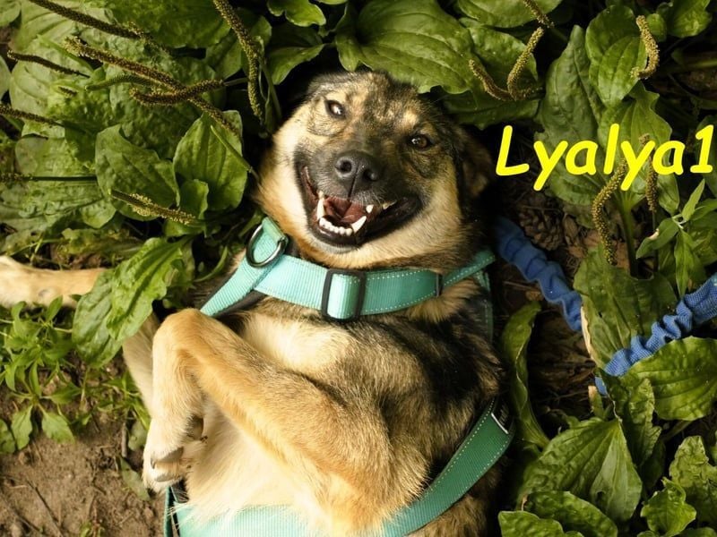 Lyalya1 geb. 06/2022 - zuneigungsvolle Hündin mit einer ganz besonderen Ausstrahlung!