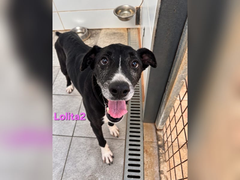 Lolita2 geb. 10/2018 (ESP) - eine unserer emotionalsten Rettungen!