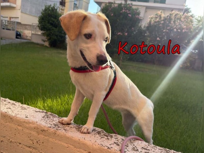 Kotoula geb. 10/2025 (GRC) - verträgliches Hundemädchen sucht ihre eigene Familie!